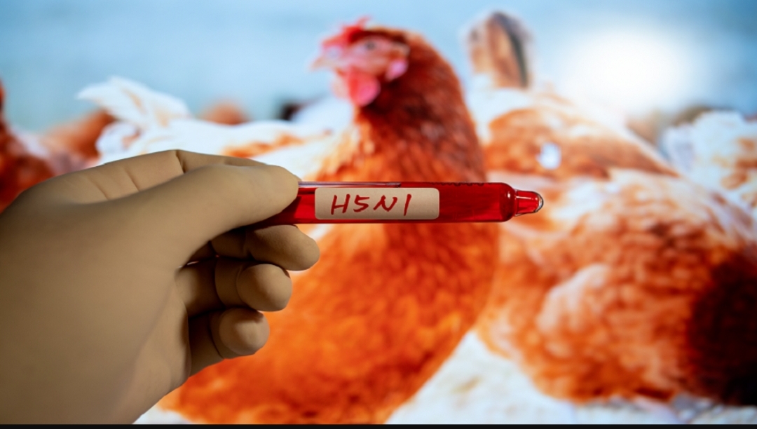 “أول حالة وفاة بشرية مؤكدة بفيروس “H5N2″ في المكسيك”