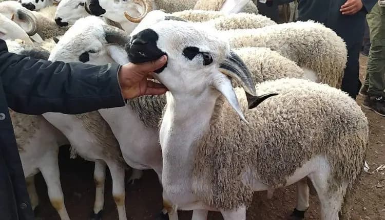 عيد الأضحى بين الالتزام بالقرار الملكي وتحديات السوق وتحايل بعض المواطنين