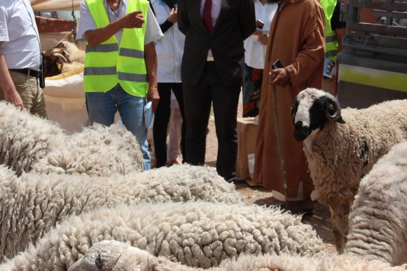 عامل إقليم الحوز يطلق عملية إحصاء دقيقة للمواشي