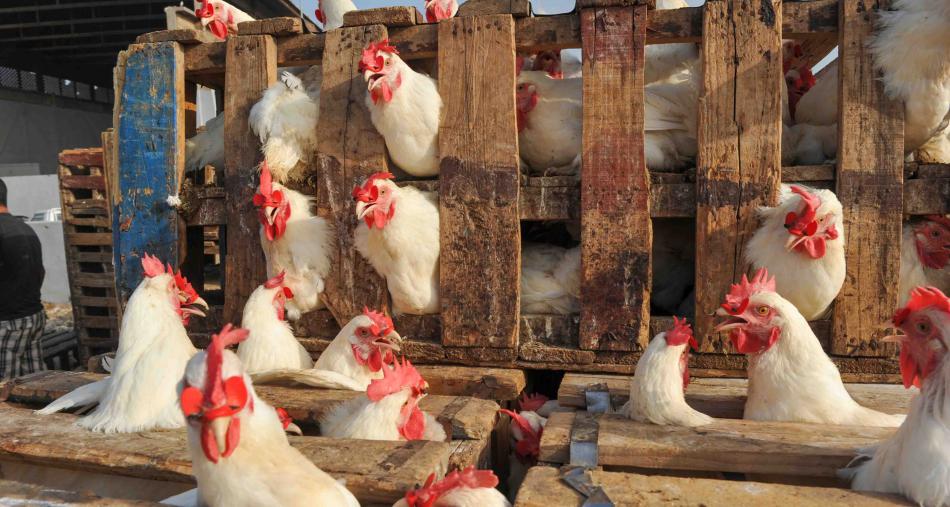 أسعار الدواجن ترتفع في المغرب مع اشتداد موجات الحر وزيادة الطلب الصيفي